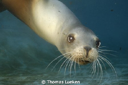 another curios sea lion; d200 by Thomas Lueken 